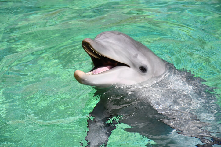 Things To Do Sea World